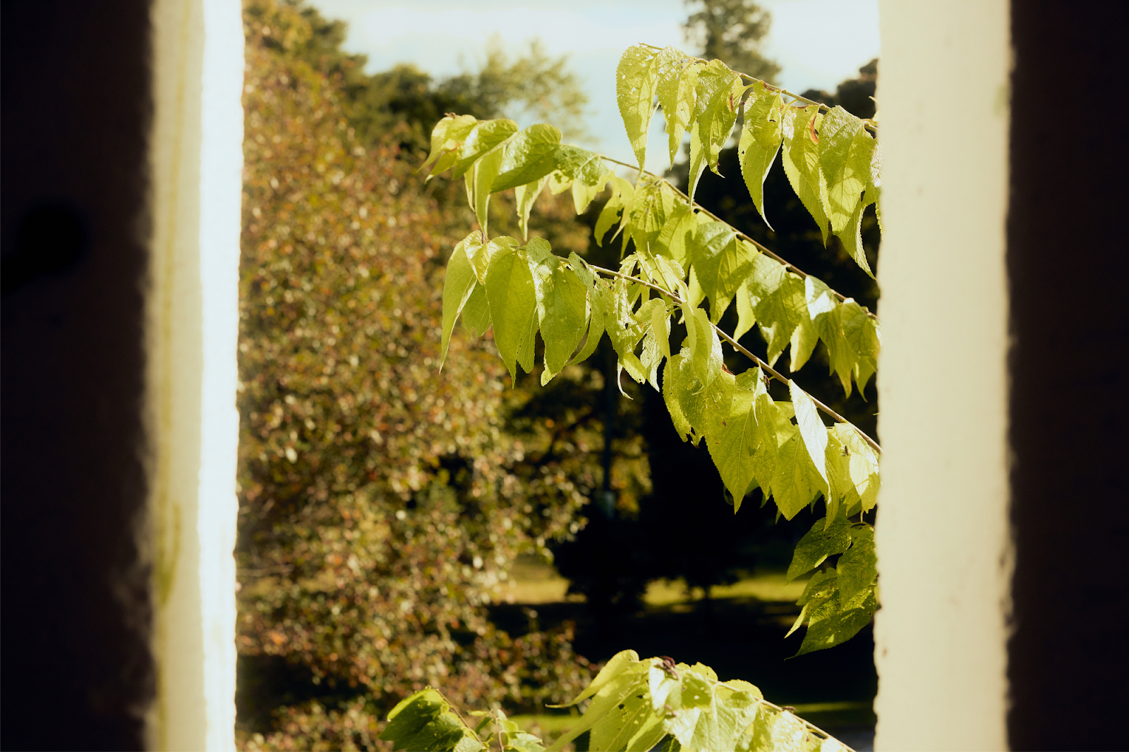 The trees signal the coming of Fall and Winter around Sarivs Park on Sept. 28, 2024. (Bryce Mata | Flintside.com)