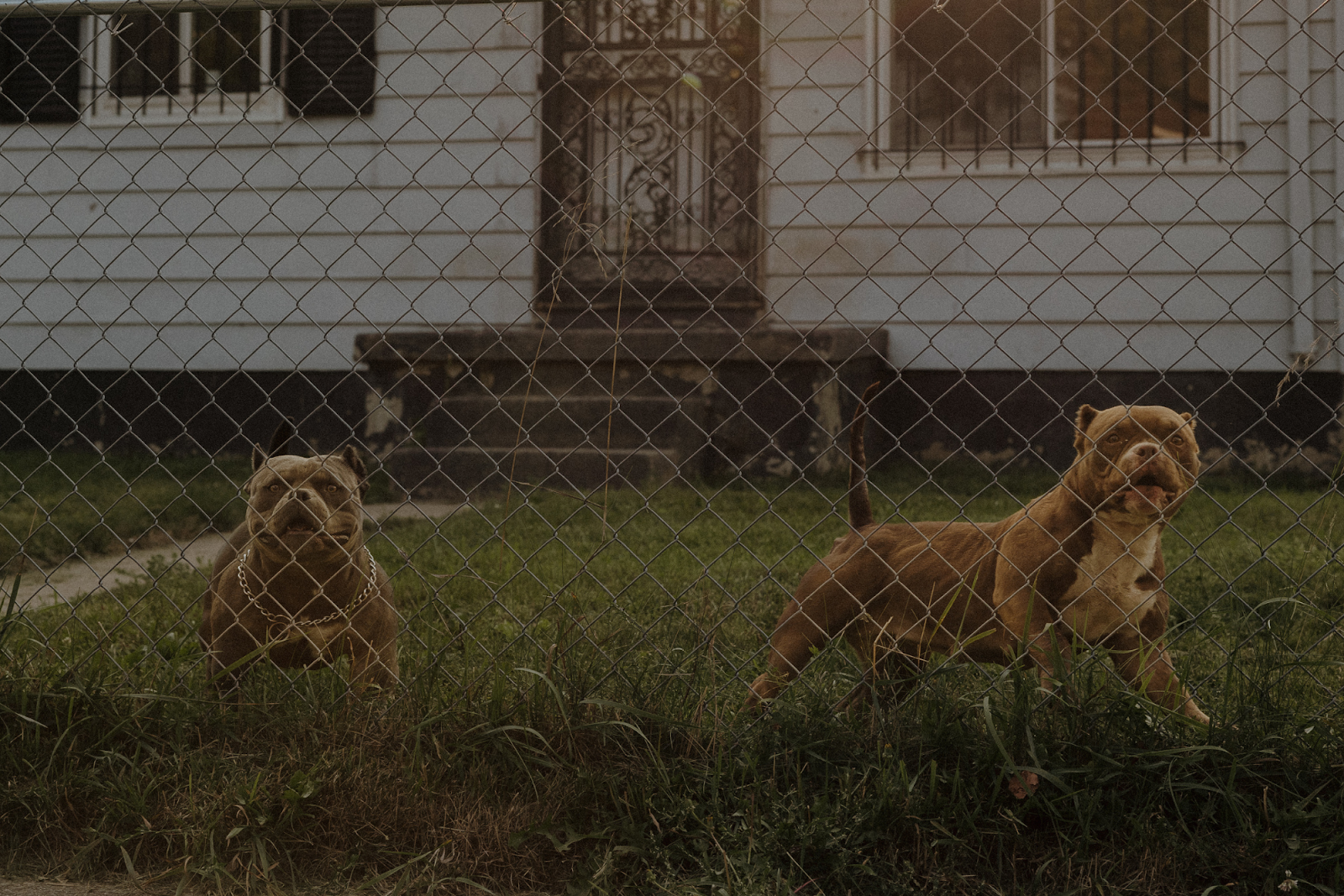Two pitbull dogs stand at attention at a resident’s house in the Brownell-Holmes area on Sept. 15, 2024. (Anthony Summers | Flintside.com)