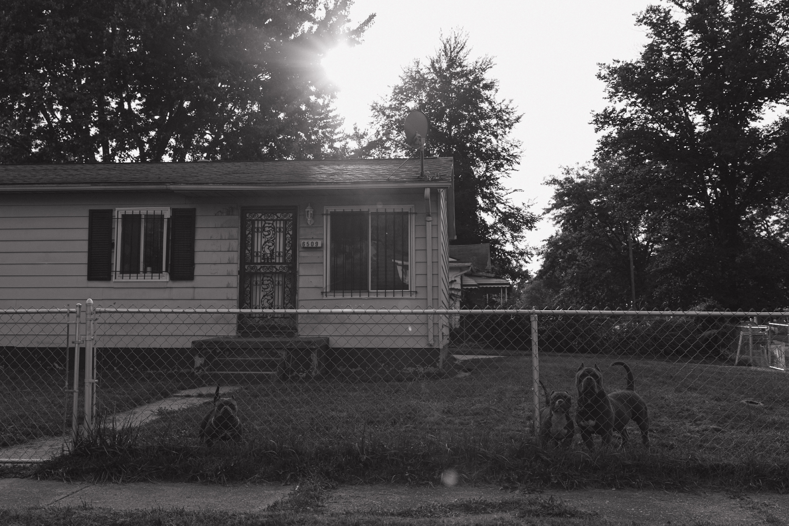 Three pitbull dogs look on curiously at a resident's house in the Brownell-Holmes area on Sept. 15, 2024. (Anthony Summers | Flintside.com)
