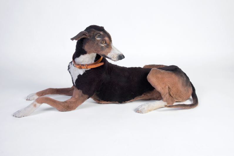 Gerald Heffernon. American, born 1946. Four-eyed Sighthound, 1986. Excelsior, wire, wood, fake fur, pigment, and newspaper 21 × 48 × 20 in. Gift of Claire White 2006.63.
