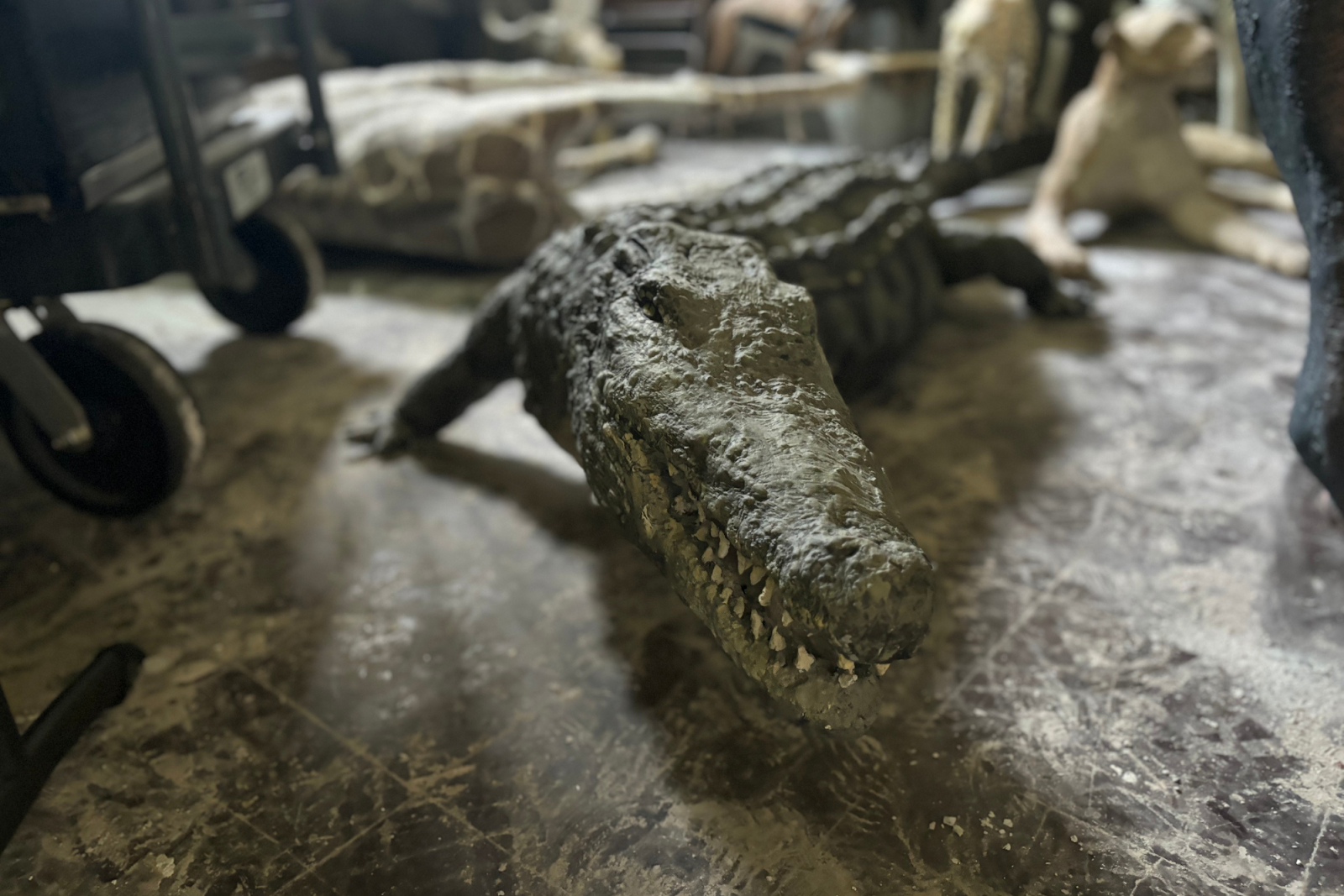 Pictured on Aug. 8, 2024, is an alligator sculpted by "MT," a Flint-based artist. (Jerimiah Whitehead | Flintside.com) 