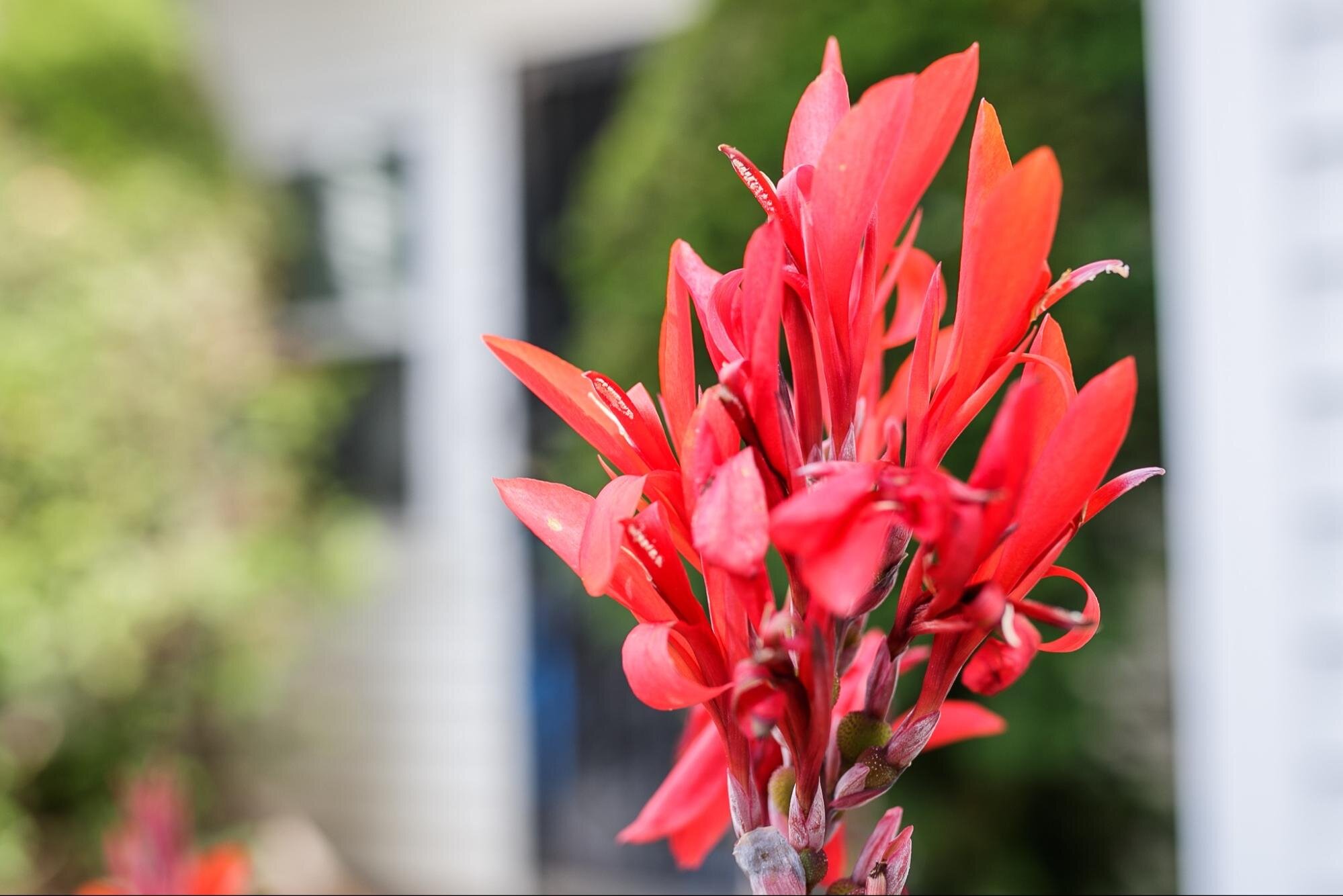 Jamaican canna lilies burst with vibrant color outside of Victoria McKenze’s home. She grows them in honor of her father-in-law who was an immigrant from Jamaica.