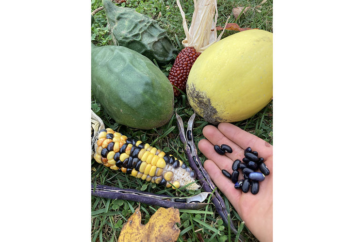 Produce from the Three Sisters Garden in Buckley.