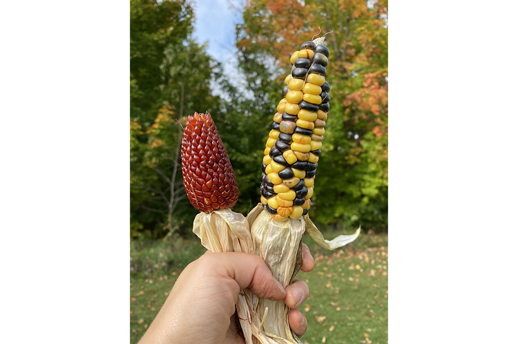 Corn from the Three Sisters Garden in Buckley.