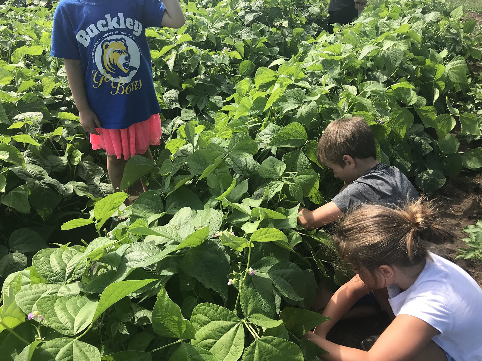 Kids pick produce at the Buckley Community Garden.