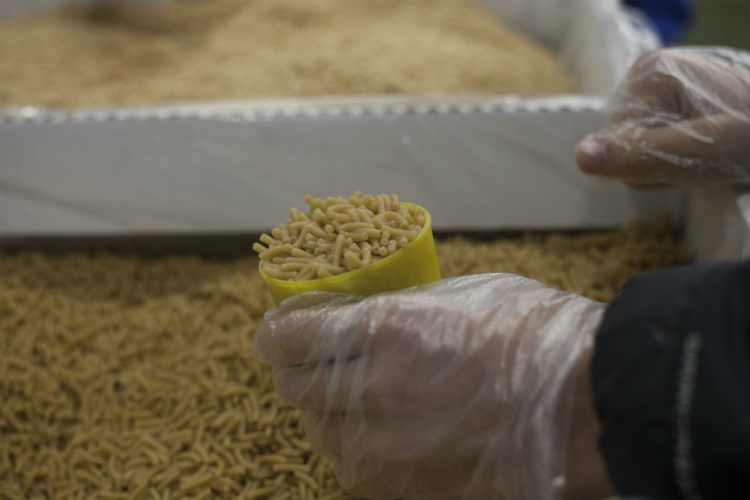 Volunteers helped pack 120,000 meals at the day of service organized by the United Way of Genesee County. 