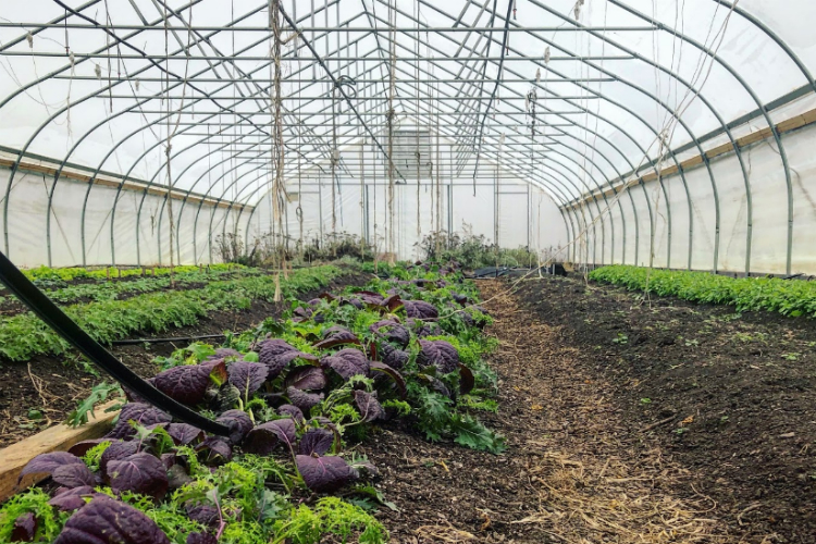 The irrigation system being built by Kettering students also purifies the water so the hoophouse can grow restaurant-quality foods.