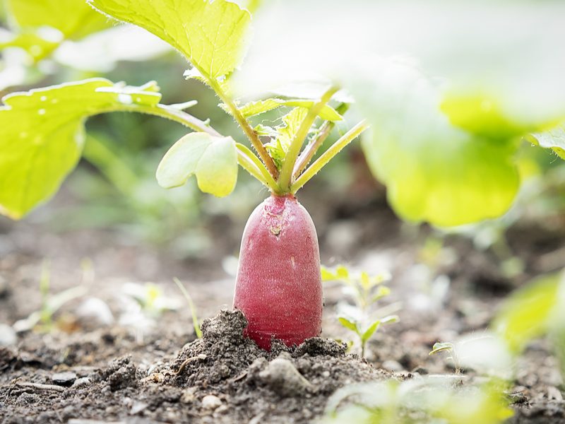 A radish waits to be harvested in the garden at Durant-Tuuri-Mott Elementary.