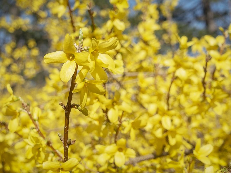 Forsythia bushes line the border of the estate near the bee hotel at the Applewood Estate.