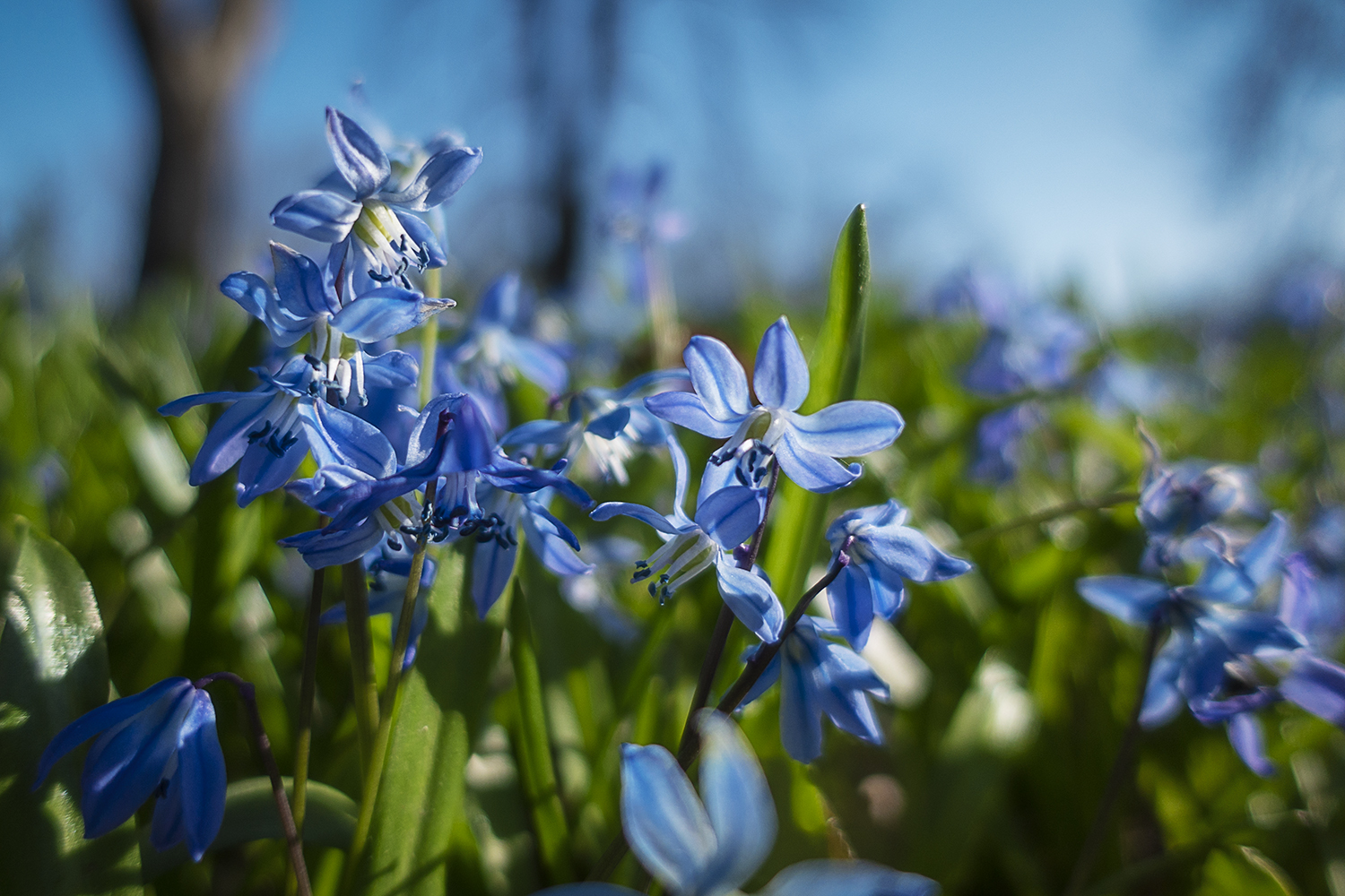 Blue Scilla line the drive at the Applewood Estate.