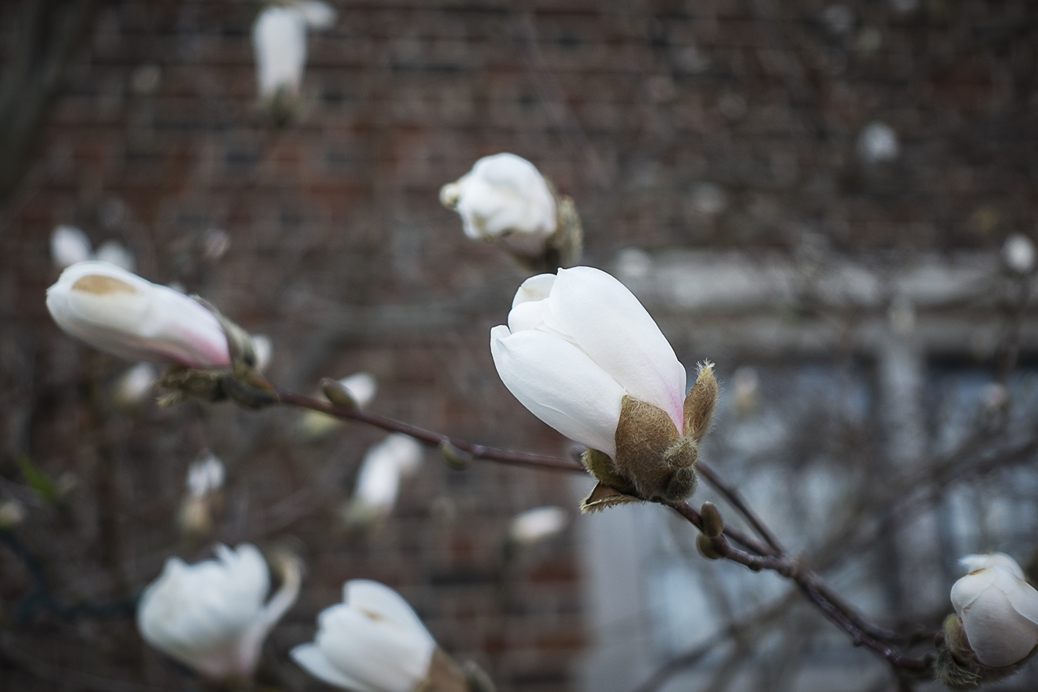 Blooming magnolias adorn the front entrance of the main house at the Applewood Estate.