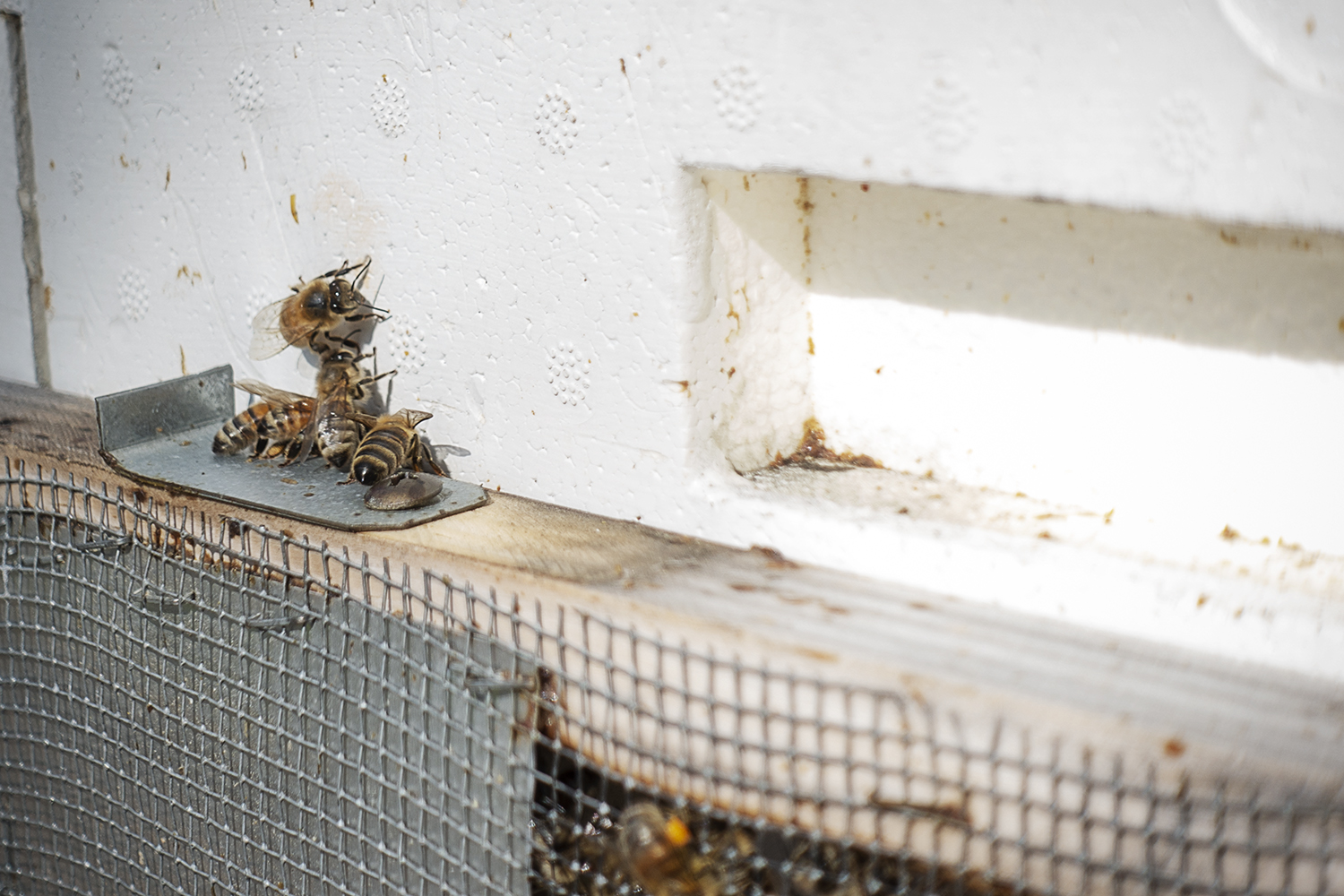 Honeybees come and go from the hive covered in pollen at the Applewood Estate.