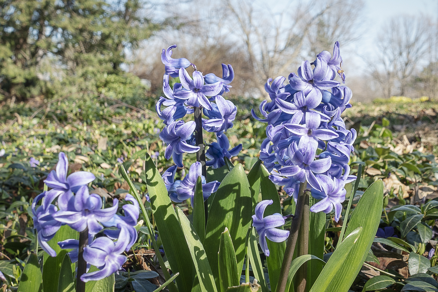 Purple hyacinth lines the staircase leading from the main house to the lower gardens at the Applewood Estate.