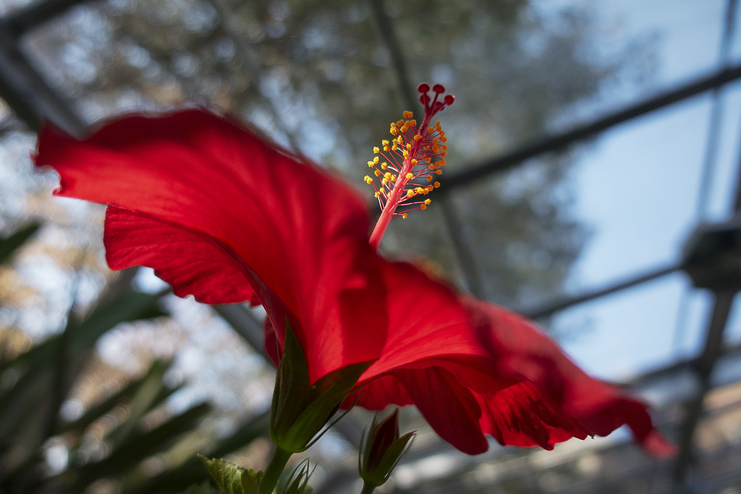 A red hibiscus soaks in the sun at the Applewood Estate greenhouse.