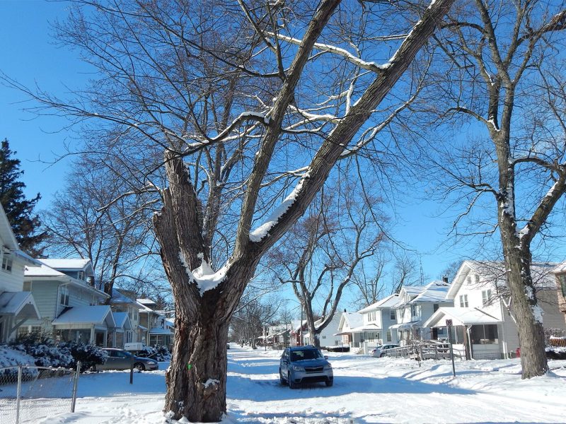 A grant from the Charles Stewart Mott Foundation will help the Genesee Conservation District remove dying or dangerous trees in the city.